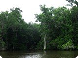 Img_1703
The Cypress Swamp