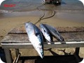 pix1230_38