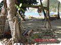 pix1230_51