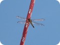 img_1906
A dragonfly works the main halyard